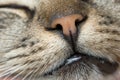 Closeup of a catÃ¢â¬â¢s nose